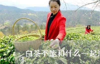 白茶不能和什么一起泡水喝/2023041381614