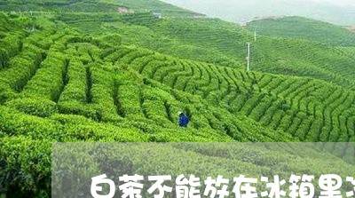 白茶不能放在冰箱里冷藏吗/2023041097271