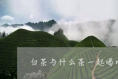 白茶与什么茶一起喝比较好/2023041279372