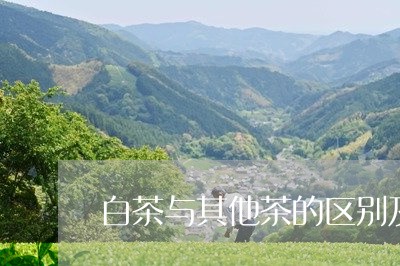 白茶与其他茶的区别及优势/2023040925059