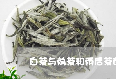 白茶与前茶和雨后茶的区别/2023040931938