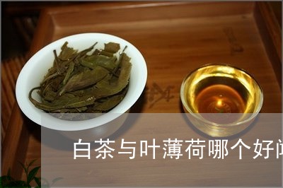 白茶与叶薄荷哪个好闻一点/2023041208260