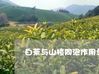 白茶与山楂同泡作用与功效/2023040937281