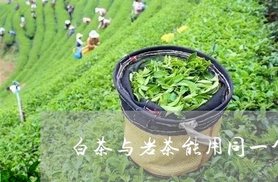 白茶与岩茶能用同一个壶吗/2023040971624