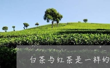 白茶与红茶是一样的工艺吗/2023041018382