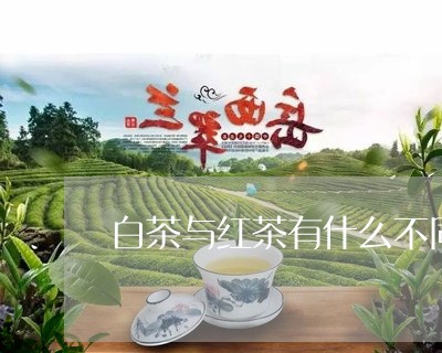 白茶与红茶有什么不同作用/2023041084068