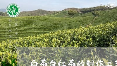 白茶与红茶的制作工艺比较/2023041056170