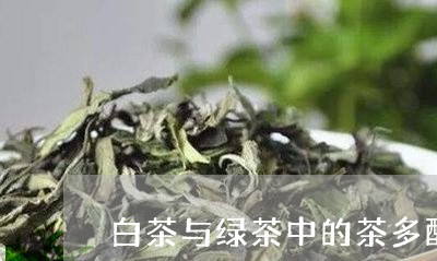 白茶与绿茶中的茶多酚含量/2023041035370