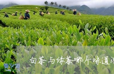 白茶与绿茶哪个味道浓一些/2023041070402