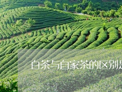 白茶与自家茶的区别是什么/2023041063726