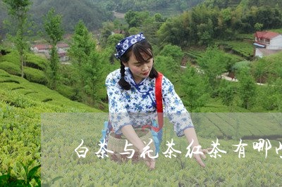 白茶与花茶红茶有哪些区别/2023041026252