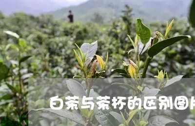 白茶与茶杯的区别图片大全/2023041024148