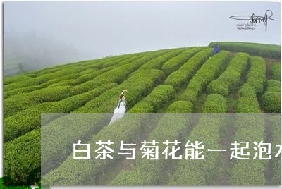 白茶与菊花能一起泡水喝吗/2023041316159