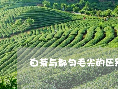 白茶与都匀毛尖的区别在哪/2023041036141