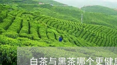 白茶与黑茶哪个更健康/2023041005389