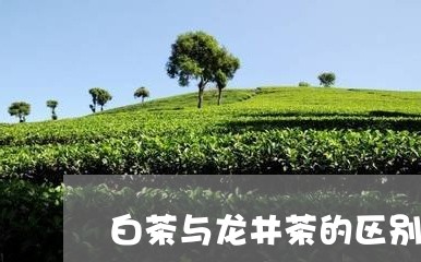 白茶与龙井茶的区别在哪里/2023041386960