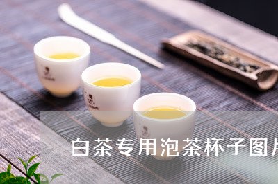 白茶专用泡茶杯子图片高清/2023041394936