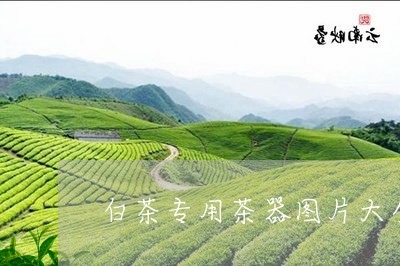 白茶专用茶器图片大全价格/2023041018492