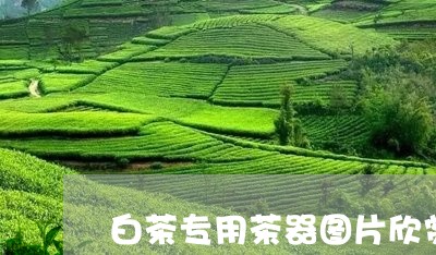 白茶专用茶器图片欣赏视频/2023041067403