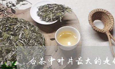 白茶中叶片最大的是什么茶/2023041029491