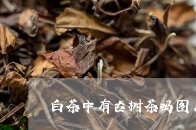 白茶中有古树茶吗图片高清/2023041088493