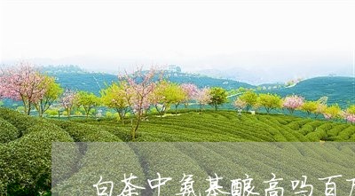 白茶中氨基酸高吗百度百科/2023041395269