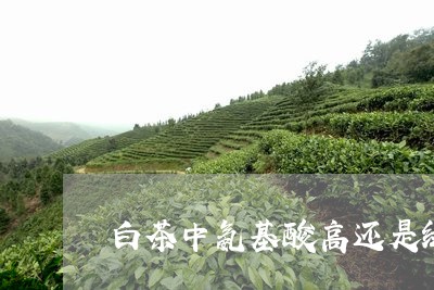 白茶中氨基酸高还是绿茶高/2023041316169