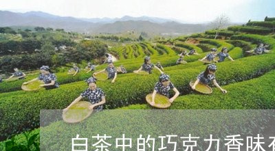 白茶中的巧克力香味有害吗/2023041397369