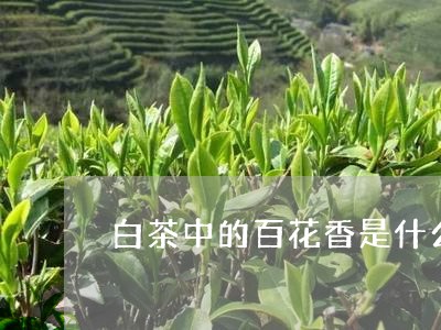 白茶中的百花香是什么味道/2023041014936