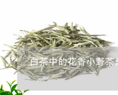 白茶中的花香小野茶是什么/2023041305927