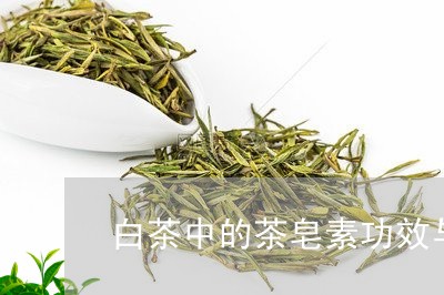 白茶中的茶皂素功效与作用/2023041395139