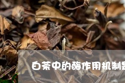 白茶中的酶作用机制是什么/2023041010582