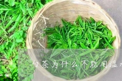 白茶为什么不能用温水泡茶/2023041383927