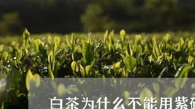 白茶为什么不能用紫砂壶泡/2023041370603