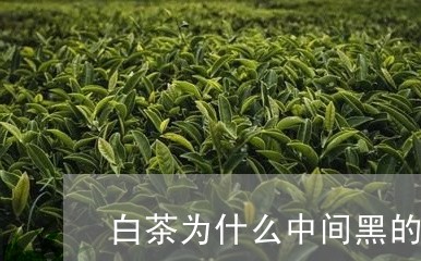 白茶为什么中间黑的多一点/2023041067360