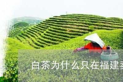 白茶为什么只在福建卖的多/2023041002827