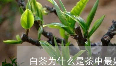 白茶为什么是茶中最好的茶/2023041387258