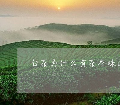 白茶为什么有茶香味道没有/2023041079602