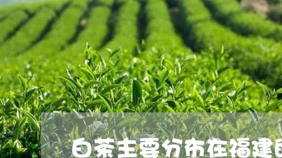 白茶主要分布在福建的哪里/2023041080571