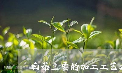 白茶主要的加工工艺是什么/2023041065158