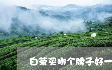 白茶买哪个牌子好一些图片/2023041030490