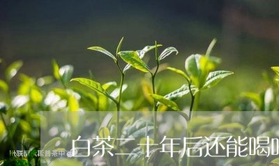 白茶二十年后还能喝吗/2023041025281