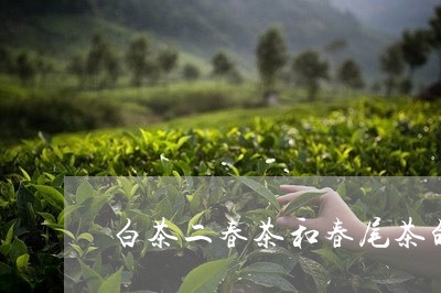 白茶二春茶和春尾茶的区别/2023041329582