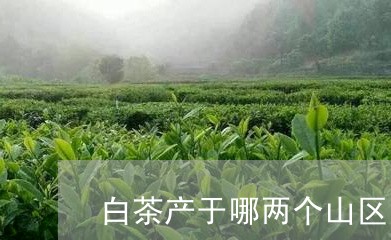 白茶产于哪两个山区的原因/2023041058392