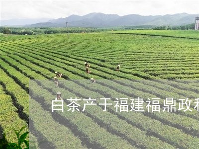 白茶产于福建福鼎政和一带/2023041085259