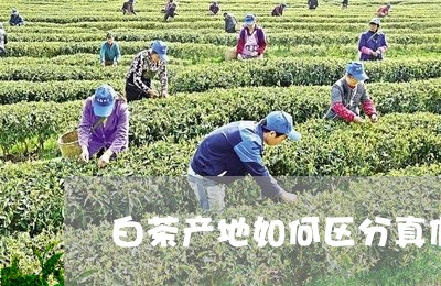 白茶产地如何区分真假图片/2023041079504