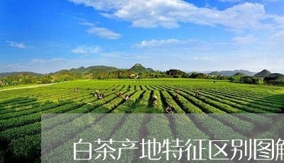 白茶产地特征区别图解大全/2023041019593