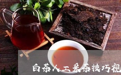 白茶人工采茶技巧视频教程/2023041360702