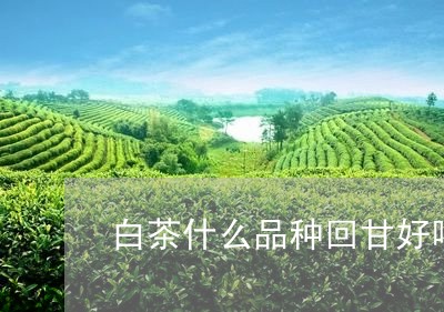 白茶什么品种回甘好喝又香/2023041310794