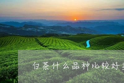 白茶什么品种比较好卖一点/2023041033824